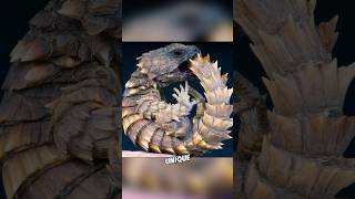 The Amazing Defense of the Armadillo Girdle Lizard shortsviral shortsfeed shortsvideo shorts [upl. by Nessah]