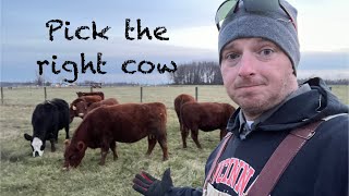 Selecting the right cow Get started in Cattle Farming right [upl. by Etnohs]