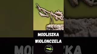 🎻 Modliszka Wiolonczela Mistrzyni Kamuflażu w Świecie Owadów 🦗 [upl. by Eniamret346]