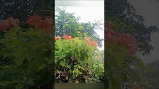 পত্রলেখা গাছ  Mussaenda plant [upl. by Hsihsa36]