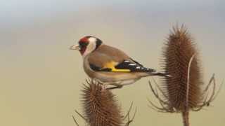 Goldfinches on Teasels [upl. by Cleavland]