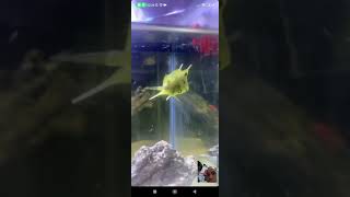 the last moment I saw Moo the cowfish swimming alive 😭 [upl. by Milan49]