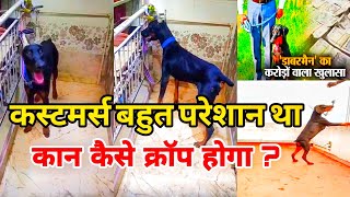 Doberman ear crop so customer very happy petsiconvaranasi pets doberman dog puppy dogowner [upl. by Nallid]