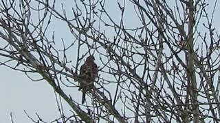 122823 Juv Accipiter Hawk Kent Wa 6526159 [upl. by Adnawot]