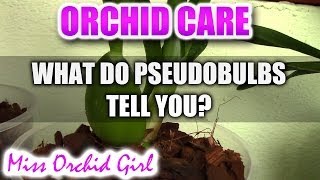 What is your Orchid telling you  Orchid pseudobulbs [upl. by Euqinahs]