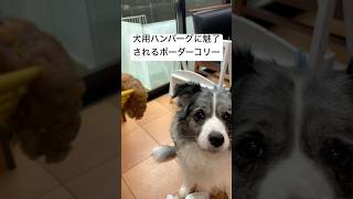 犬用ハンバーグが美味しすぎて食器まで食べようとするボーダーコリー shorts short shortvideo youtubeshorts ボーダーコリー 犬 [upl. by Curcio]