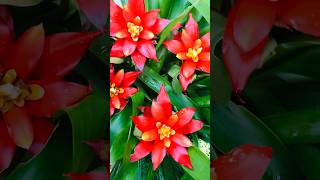 My Bromeliad flowers Guzmania plant flower 🥰🌸 [upl. by Hayott943]