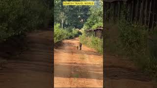 Leopard Sighting at Kabini Nagarhole Wildlife forest safari kabini kabinisafari [upl. by Jarek]