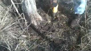 Collecting Bald Cypress for Bonsai Part 1 Schleys Bonsai [upl. by Erasmo]