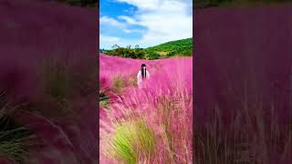 Pink Muhly Grass，Cloud Grass [upl. by Juback]