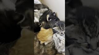 The newborn baby kittens are drinking milk from mommy [upl. by Alyekahs]