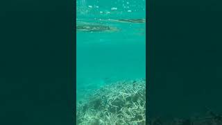 Mauritius Blue Bay Swimming with fishes [upl. by Einahpets]