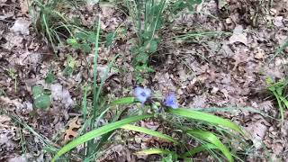 Foraging wild edible plants Spiderwort [upl. by Ille]