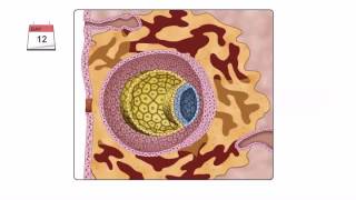 General Embryology  Detailed Animation On Second Week Of Development [upl. by Lieberman]