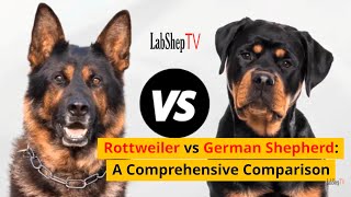 Rottweiler vs German Shepherd A Comprehensive Comparison LabShepTV [upl. by Aicertal]