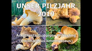 Unser Pilzjahr 2019  Amethystschuppiger Pfifferling Cantharellus amethysteus [upl. by Desdee]