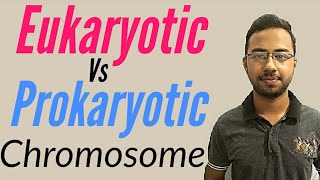 Prokaryotic vs Eukaryotic Chromosomes  Structure of chromosomes in eukaryotes and prokaryotes [upl. by Inesita]