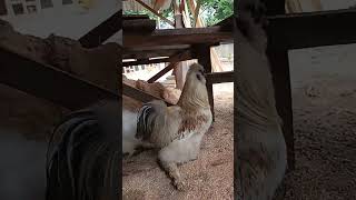 brownish roo us silkie [upl. by Crispin]