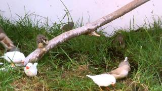 Zebra Finches in HD 10min video [upl. by Lebama908]