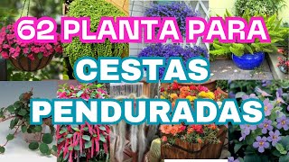 62 Plantas para Cestas Penduradas com Nomes  Plantas Penduradas para Varanda [upl. by Anaehr]