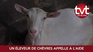 Un éleveur de chèvres appelle à laide [upl. by Hafirahs]