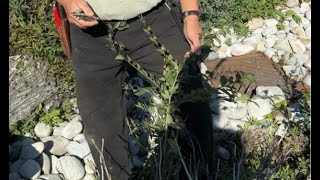 Using Needlenose Pliers to Pull Weed Trees [upl. by Aivital]