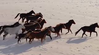 The Mesmerizing Sound of Hoofbeats A Journey with Horses [upl. by Agatha931]