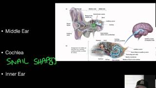 AP Psychology  Sensation amp Perception  Part 3  Hearing [upl. by Aynotan]