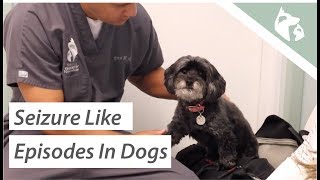 What Causes Seizures in Dogs Vlog 9 [upl. by Nador]