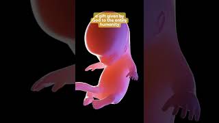 Miracle of Life Baby Development in the Womb Week by Week [upl. by Loomis592]