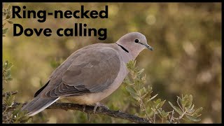 RINGNECKED DOVE calling  how they call with closed beaks CLOSED BEAK VOCALISATION [upl. by Margarethe]