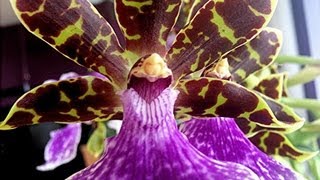 Orchid Care and culture  tips on potting watering and reblooming Zygopetalum and similar Orchids [upl. by Llerej]