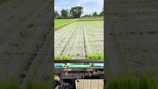 rice planting machine [upl. by Huei]