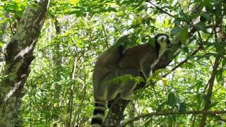 Ringtail lemurs mating Rare film [upl. by Lozano348]