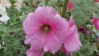 Grow Hollyhocks from Seeds  Growing Guide [upl. by Stretch]