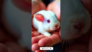 Minuscule 🐰🤲 A cute little rabbit in a persons hand animals cuterabbit [upl. by Naus470]