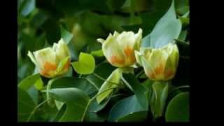 LIRIODENDRON TULIPIFERA [upl. by June]