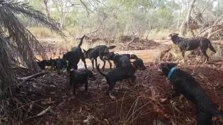 Pilbara Working Dogs Get Excited After Rainfall [upl. by Nereil596]