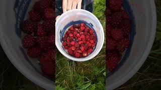 Salmonberries are ripe [upl. by Bernardi561]