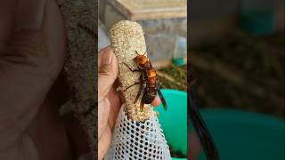 Farmer Facilitates Giant Hornet Queen Mating in Farm 👀 [upl. by Noryahs]