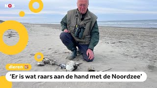 Groot raadsel Veel dode vogels aangespoeld op Texel [upl. by Laidlaw]