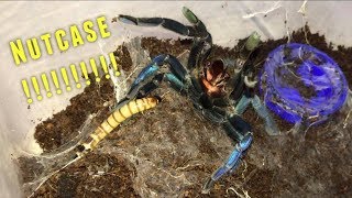 Tarantula Feeding Video 25  Crazy [upl. by Drawdesemaj301]