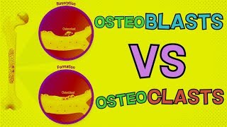 Osteoblasts vs Osteoclasts  HOW DO THEY BOTH FUNCTION Bone Remodeling [upl. by Tillie273]