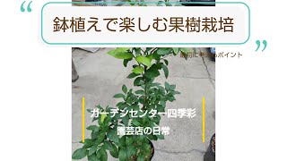 鉢植えで楽しむ果樹栽培 最初に考えるポイント 果樹 果樹栽培 鉢植え [upl. by Pavior952]