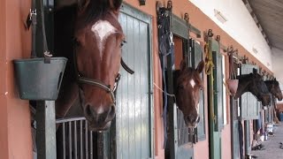 Manejo adecuado de Caballerizas para el bienestar de los Equinos  TvAgro por Juan Gonzalo Angel [upl. by Aciret220]