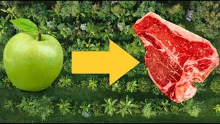 Permaculture FOOD FOREST to CARNIVORE Diet [upl. by Hilarius]