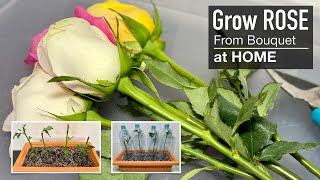 Rose  Grow your Own Roses from Cuttings at Home [upl. by Yehus]