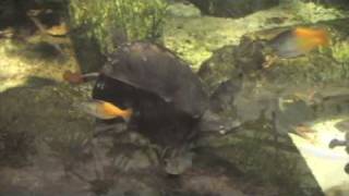 A Weighty Matter for a Fly River Turtle at Cleveland Metroparks Zoo [upl. by Ches]