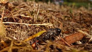 Ammophila Sandwasp [upl. by Parnas235]