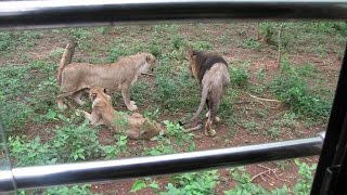 Puri Nandankanan Lion Safari [upl. by Ramo625]